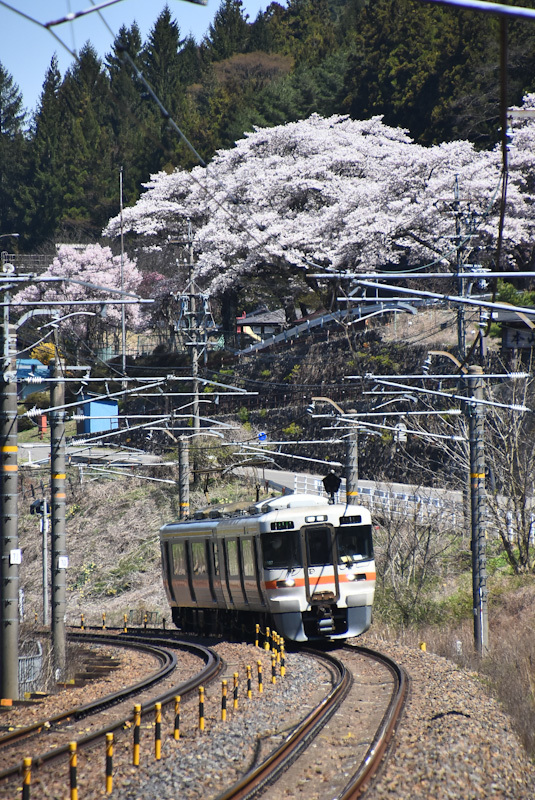 2023年4月9日撮影　中央西線は本山の桜と1826M　313系