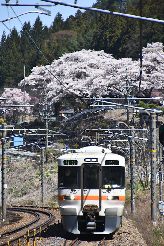 2023年4月9日撮影　中央西線は本山の桜と1826M　313系　指差し確認