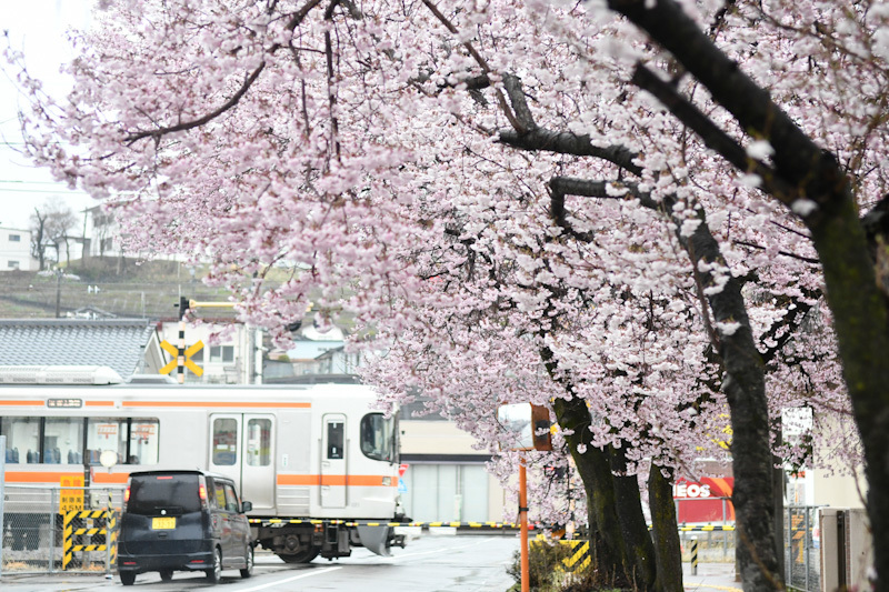 2023年3月26日撮影　雨が降る中　飯田線は桜並木と211M　313系1700番台　J172編成