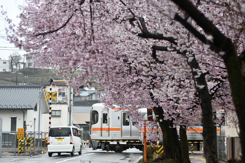 2023年3月26日　雨が降る中　飯田線は桜並木と　1506M