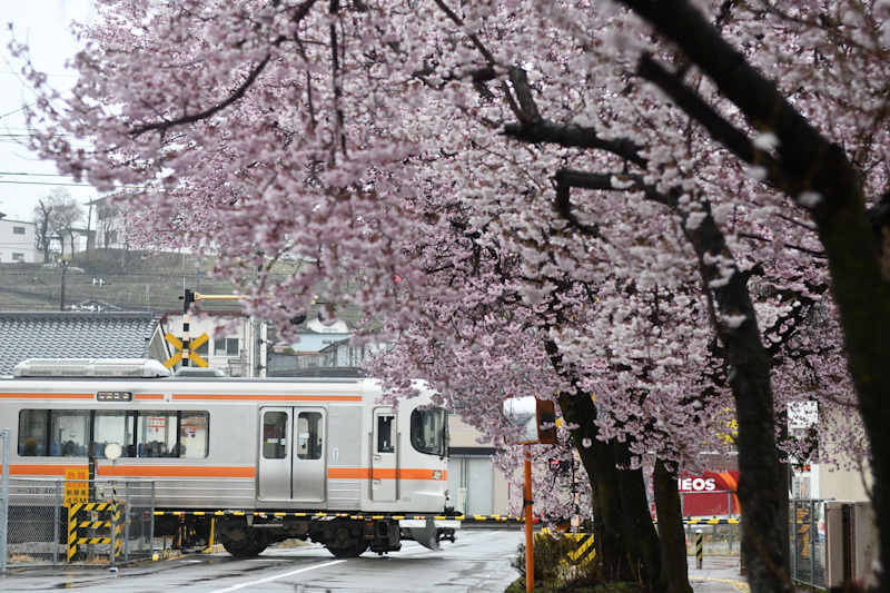 2023年3月26日　雨が降る中　飯田線は桜並木と　213M