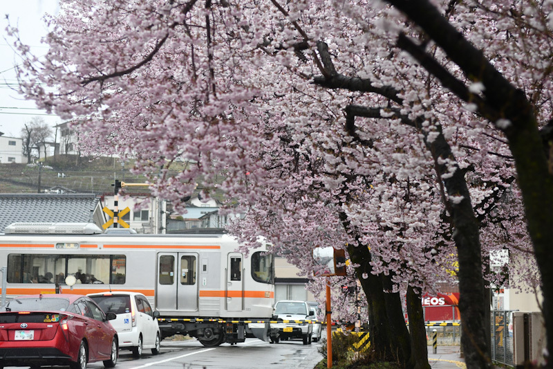 2023年3月26日　雨が降る中　飯田線は桜並木と　1415M