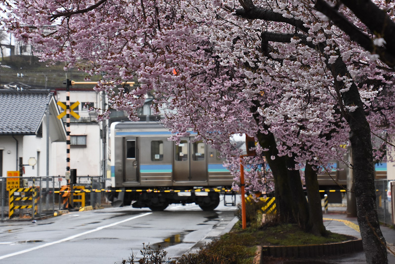 2023年3月26日撮影　雨が降る中　飯田線は桜並木と211系快速「みすず」