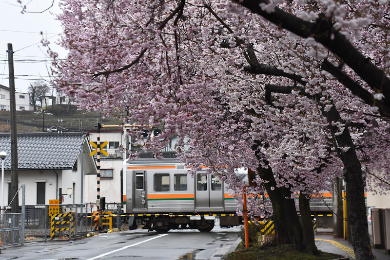 2023年3月26日撮影　雨が降る中　飯田線は桜並木と204M　213系
