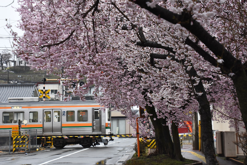 2023年3月26日撮影　雨が降る中　飯田線は桜並木と204M　213系　後撃ち