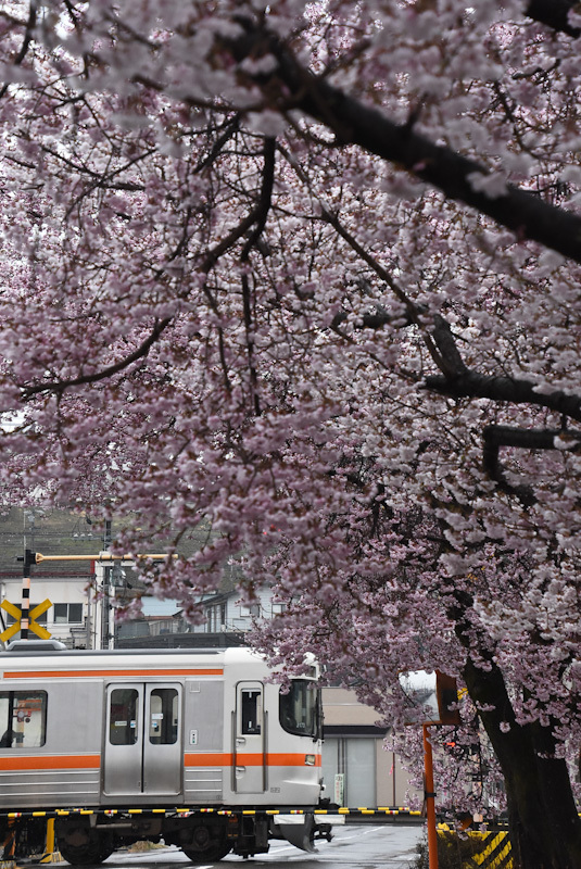 2023年3月26日　雨が降る中　飯田線は桜並木と　213M　313系1700番台