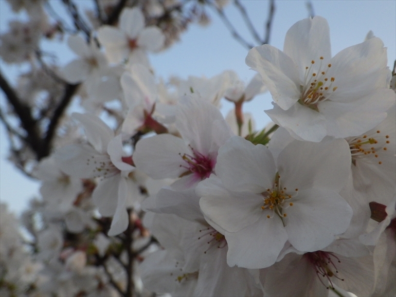 井尻川公園の桜