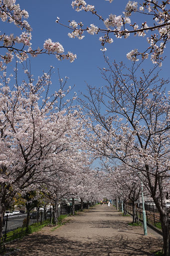 臨港線 桜 (1)
