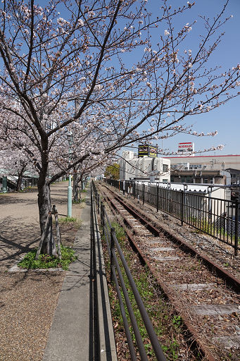 臨港線 桜 (3)