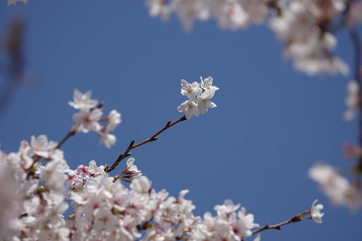 臨港線 桜 (18)