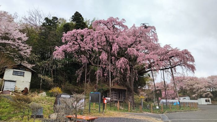 紅枝垂れ地蔵桜2023