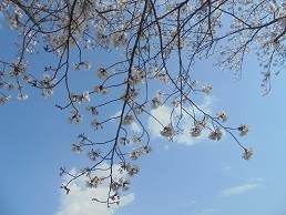 ブログ８桜
