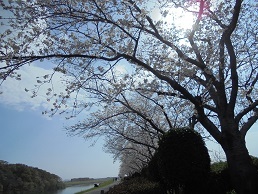 ブログ７桜