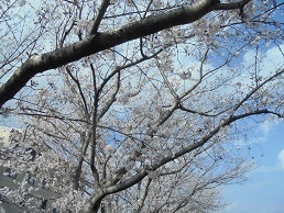 ブログ１０桜