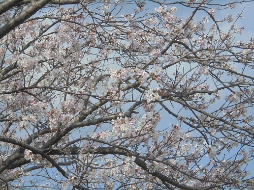 ブログ１３桜