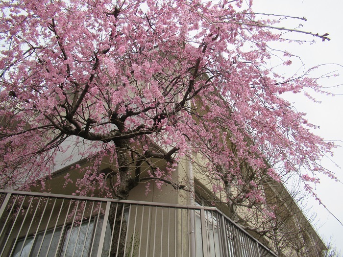 学びの館枝垂れ桜