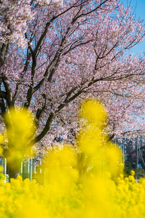 桜 菜の花 Z6 Nikon