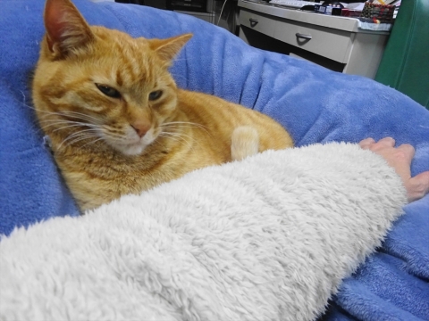 「我が家の愛猫「如来くん」は腕枕がとっても大好きです。」②_R