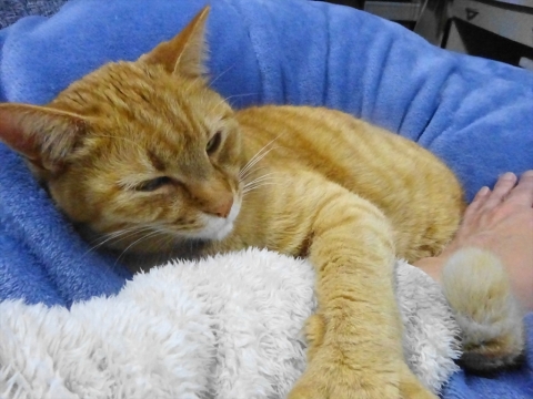 「我が家の愛猫「如来くん」は腕枕がとっても大好きです。」③_R