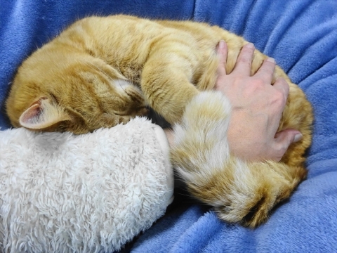 「我が家の愛猫「如来くん」は腕枕がとっても大好きです。」⑤_R