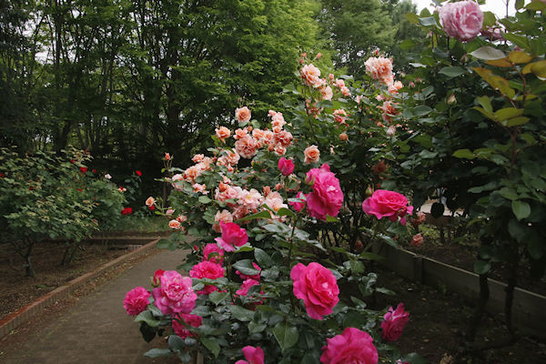 智光山公園のバラ　０３６／２０２３．０５．１１