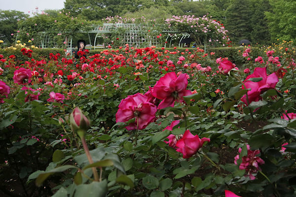 智光山公園のバラ　１０２／２０２３．０５．１１