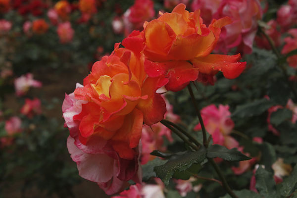 智光山公園のバラ　０１５／２０２３．０５．１１