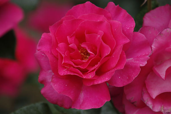 智光山公園のバラ　０３５／２０２３．０５．１１