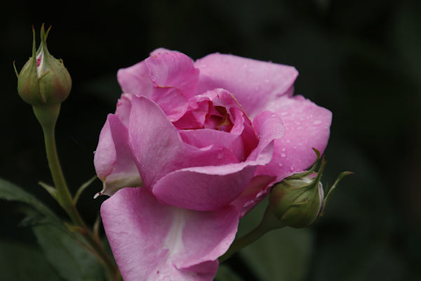 智光山公園のバラ　０６１／２０２３．０５．１１