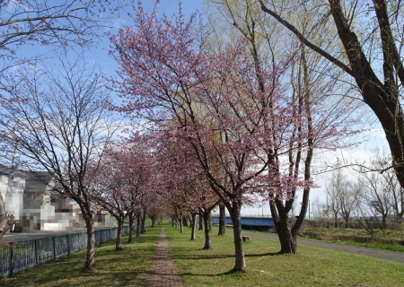 耕北橋から逍楊橋の桜
