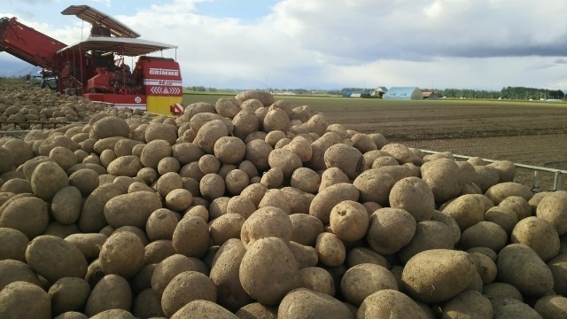 Hokkaido-potatoes.jpg