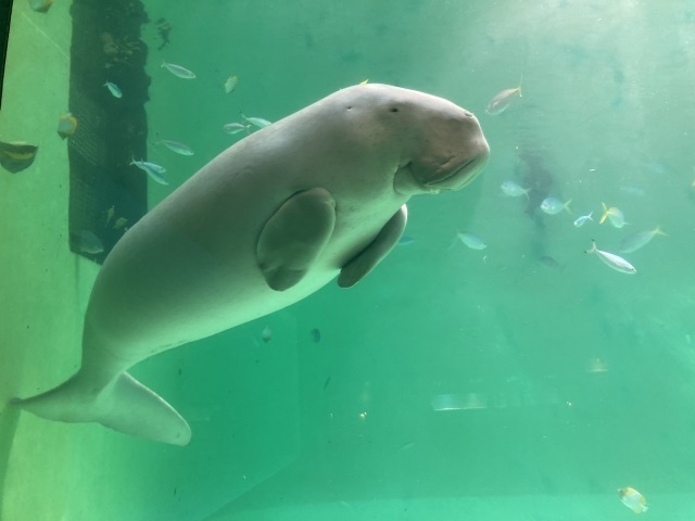 Mie-dugong.jpg