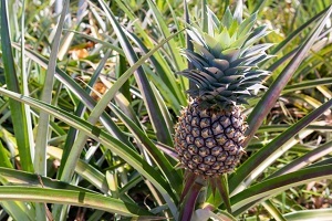 Okinawa-pineapple.jpg