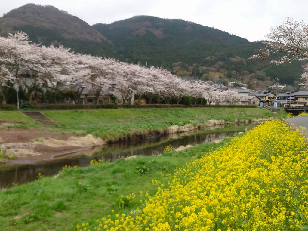 「大分川岸桜並木(大分県由布市)」2023年3月最後の週末！桜と菜の花の共演は5分咲きでした