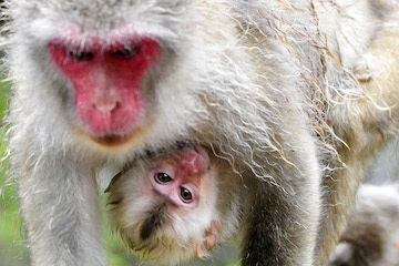 blog (6x4@240) 19 Jigokudani, Japanese Macaque, White Baby_DSC6488-7.23.15.(1) copy