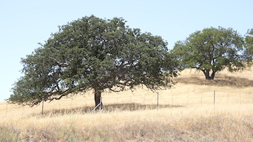 blog 17X-T30 Oak Trees, Livermore, CA_DSF2430-8.6.20 copy