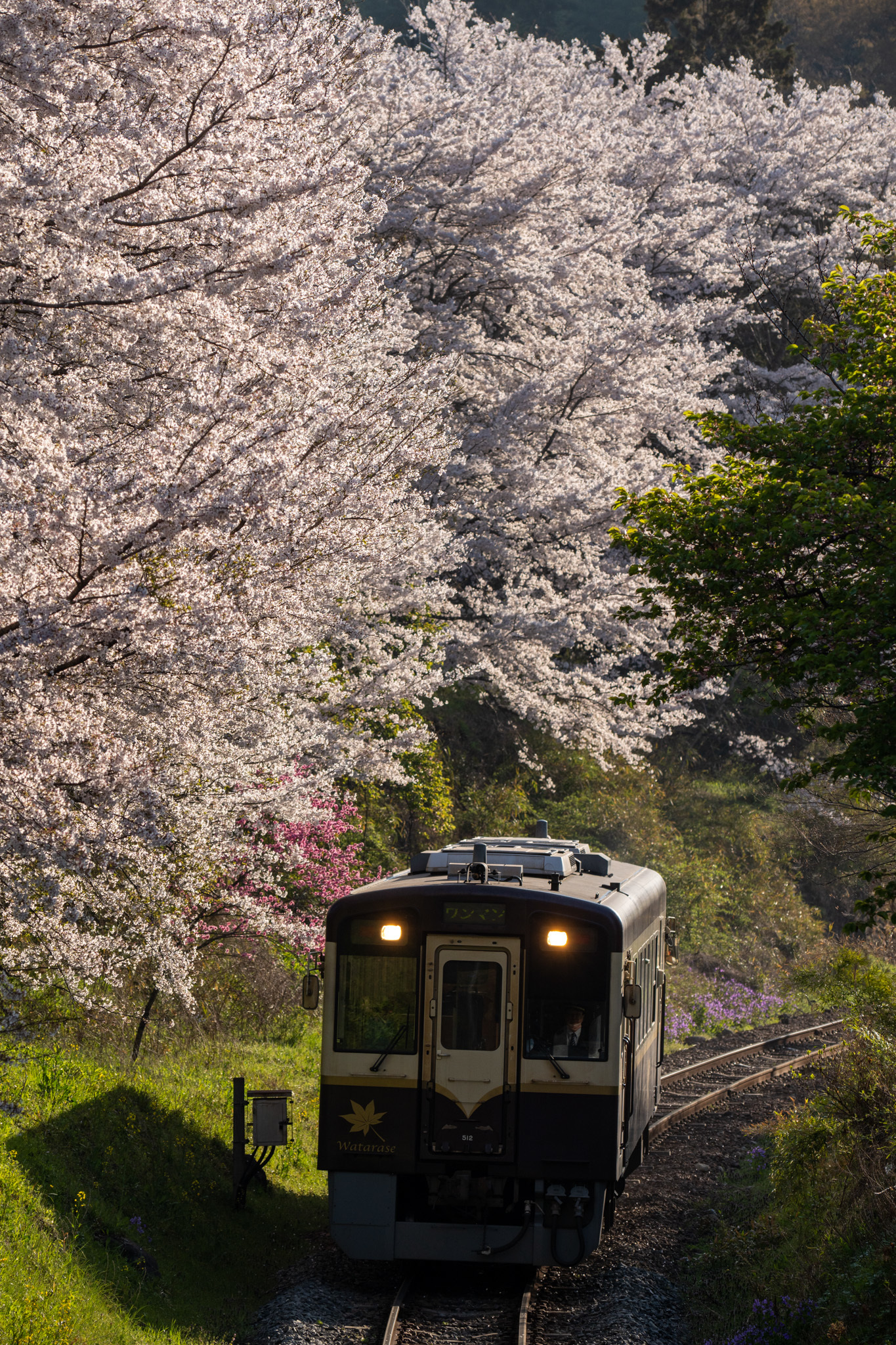 20230401_支所前の桜を構図に入れて桐生行き712Dを撮る