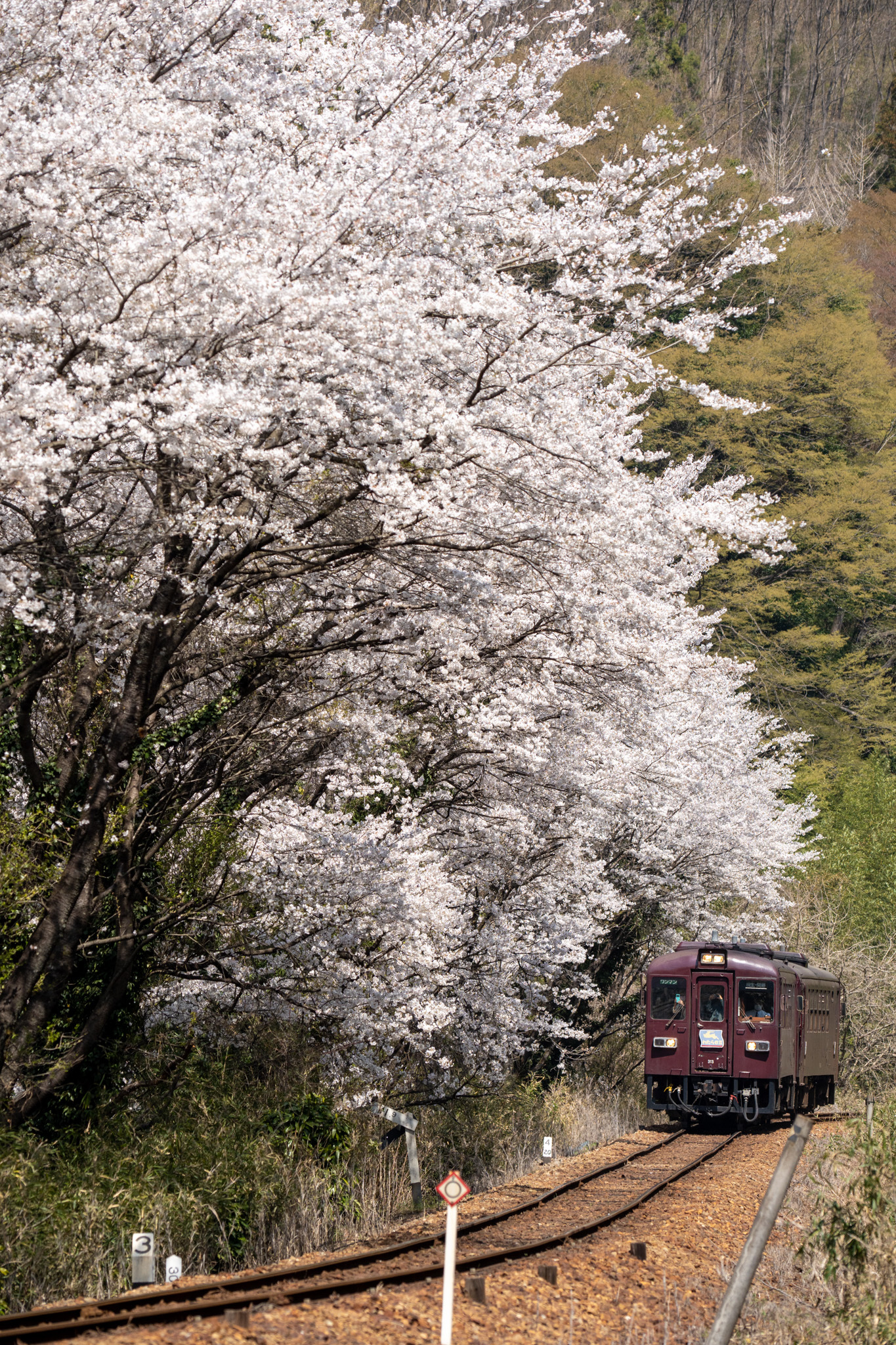 20230401_中野駅付近の満開の桜と桐生行き718D
