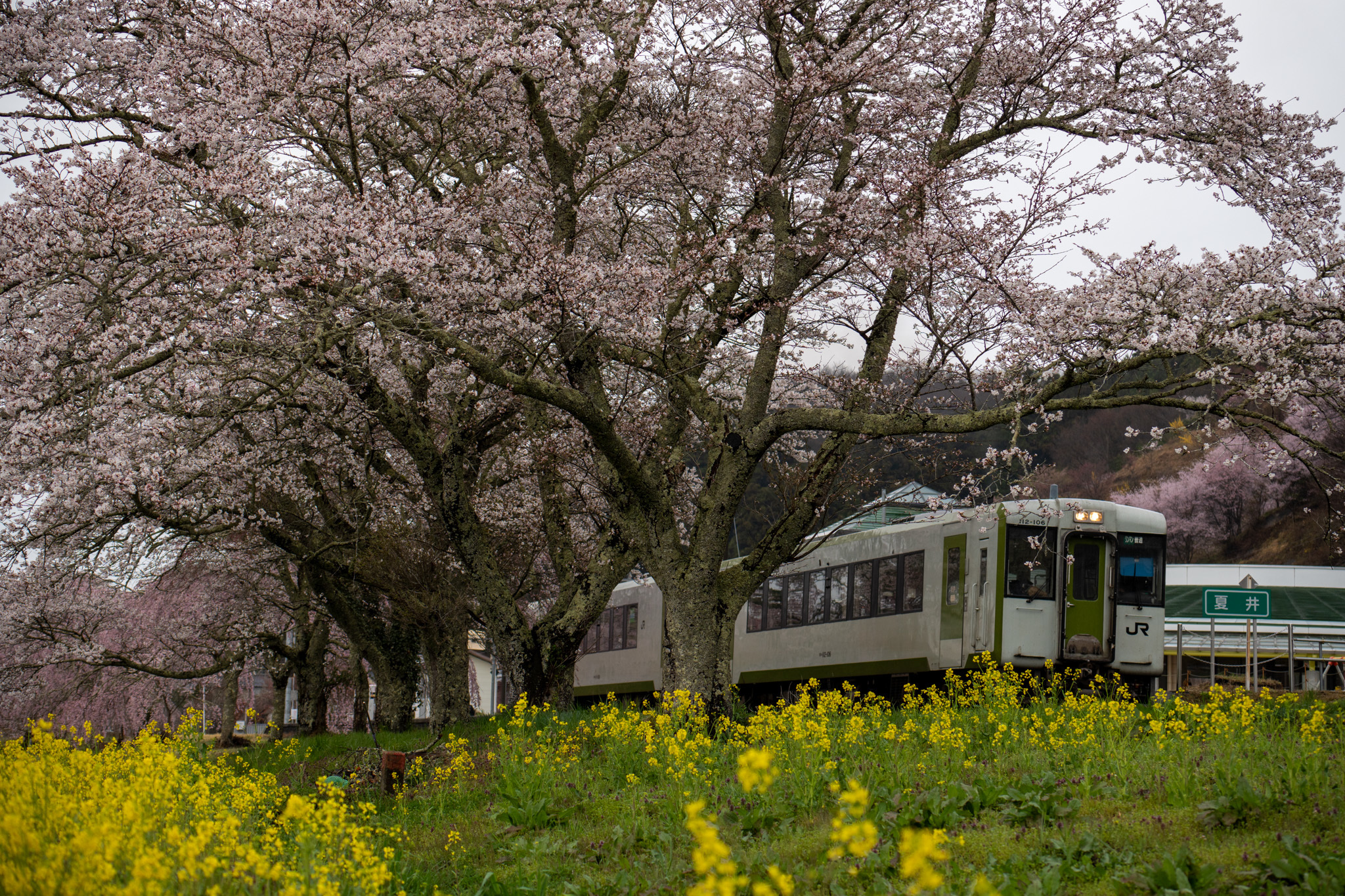 20230408_いわき行き普通列車（724D）と見ごろを迎えた夏井駅の桜