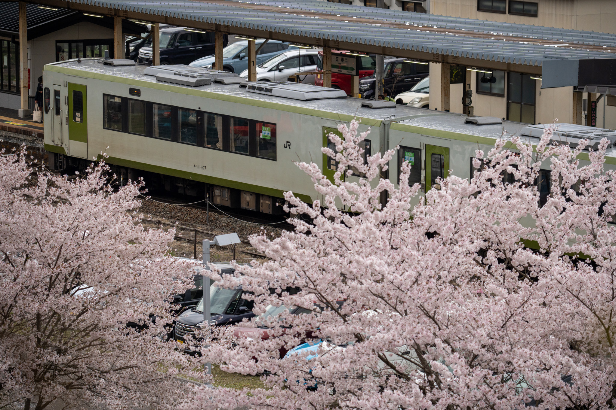 20230408_三春駅の満開の桜と郡山行き普通列車（735D）
