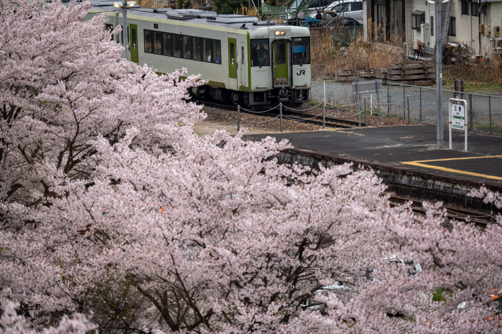 20230408_三春駅に進入するいわき行き普通列車（732D）と満開の桜