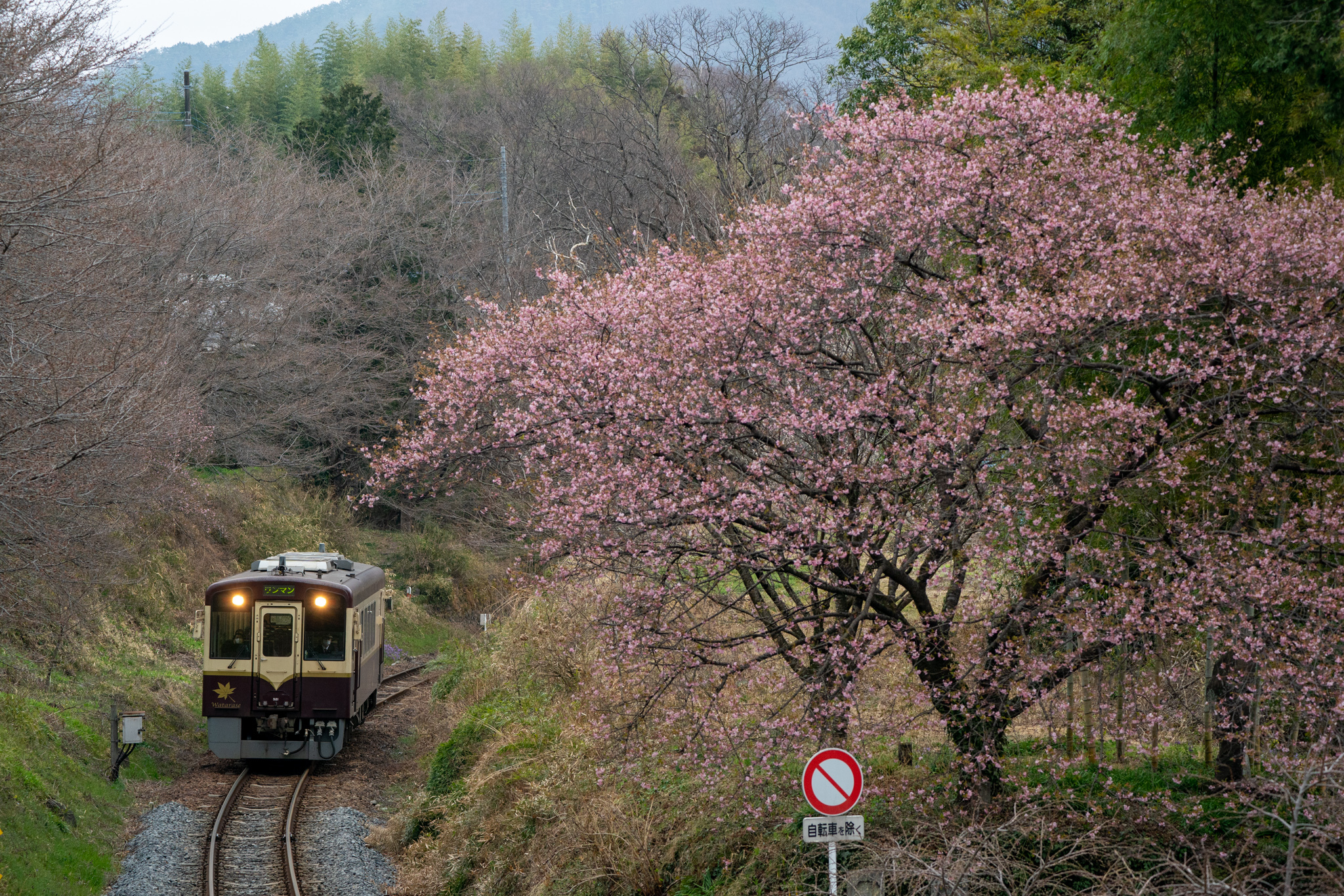 20210320_早咲きの桜と桐生行き720D