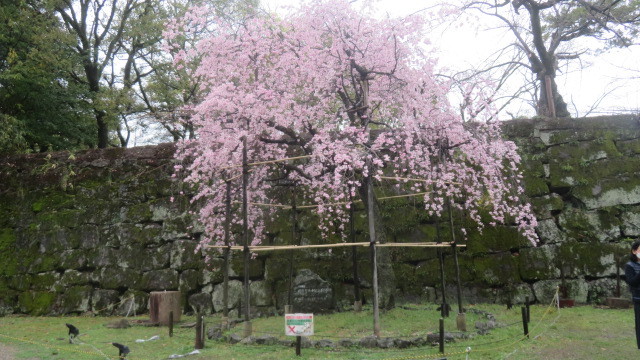 2023 3 23 お城の枝垂れ桜