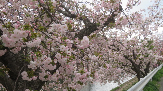 2023 4 6川沿いの桜