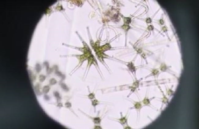 キャプチャ　ミクラステリアス　ハーディ、植物プランクトン(4)